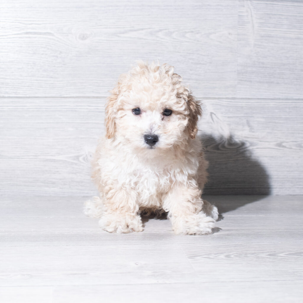 [#261784-01] Linden - Apricot M Bichapoo Puppies for Sale