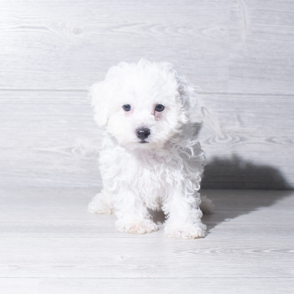 [#261242-04]  - White M Bichon Frise Puppies for Sale
