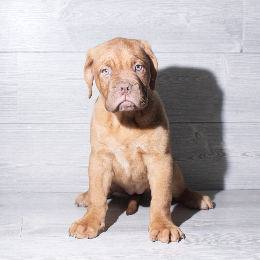 [#261900-03] Moonlight - Red F Dogue de Bordeaux Puppies for Sale