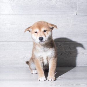 Petland Cleveland Shiba Inu puppy available
