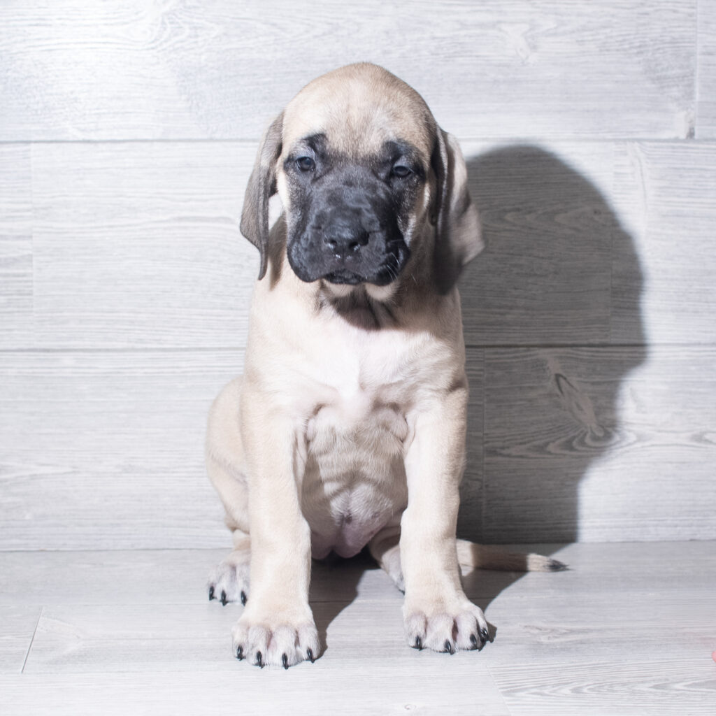 [#26196-10]  - Fawn F Mastiff Puppies for Sale