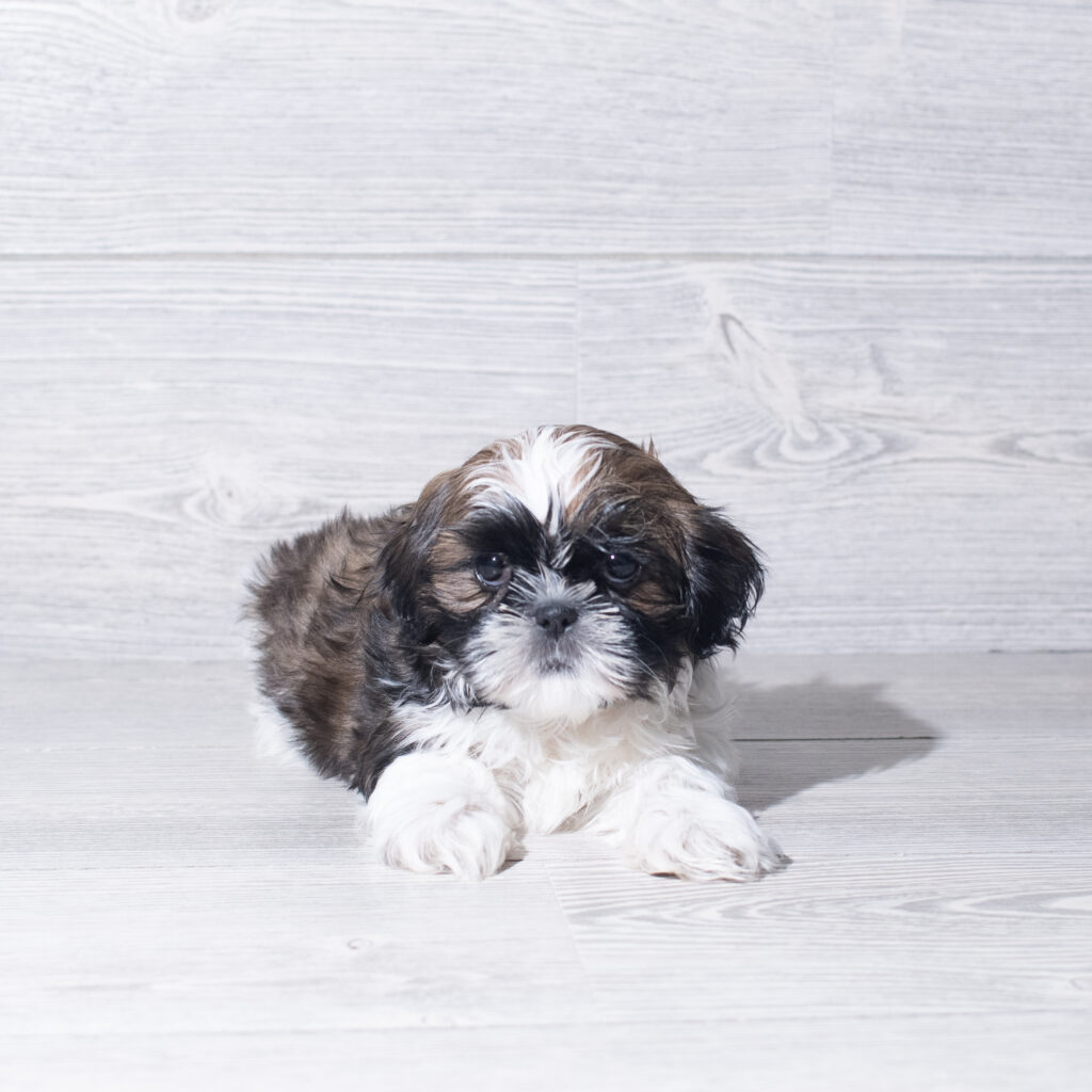 [#261396-01]  - Brindle / White F Shih Tzu Puppies for Sale