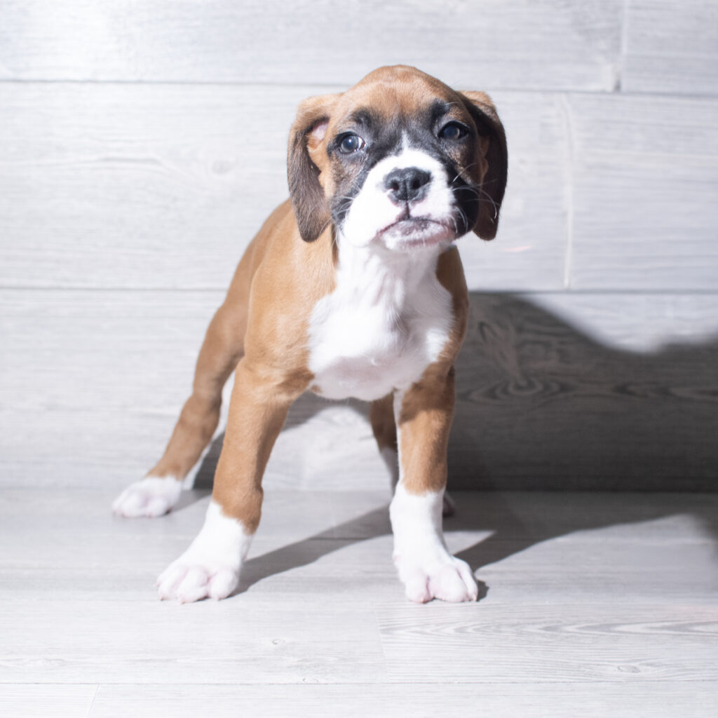 [#26198-06]  - Fawn / White F Boxer Puppies for Sale