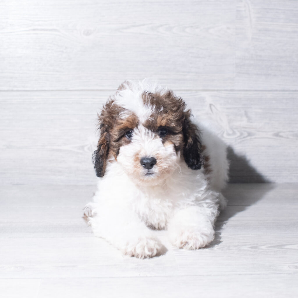 [#26180-01]  - Chocolate / White M Bernedoodle Mini F1b Puppies for Sale