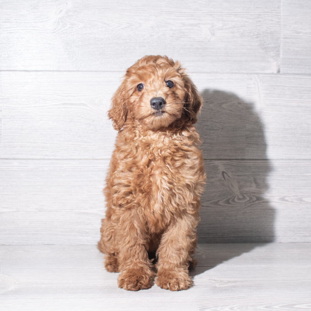[#26186-08]  - Golden F Goldendoodle Mini F1b Puppies for Sale