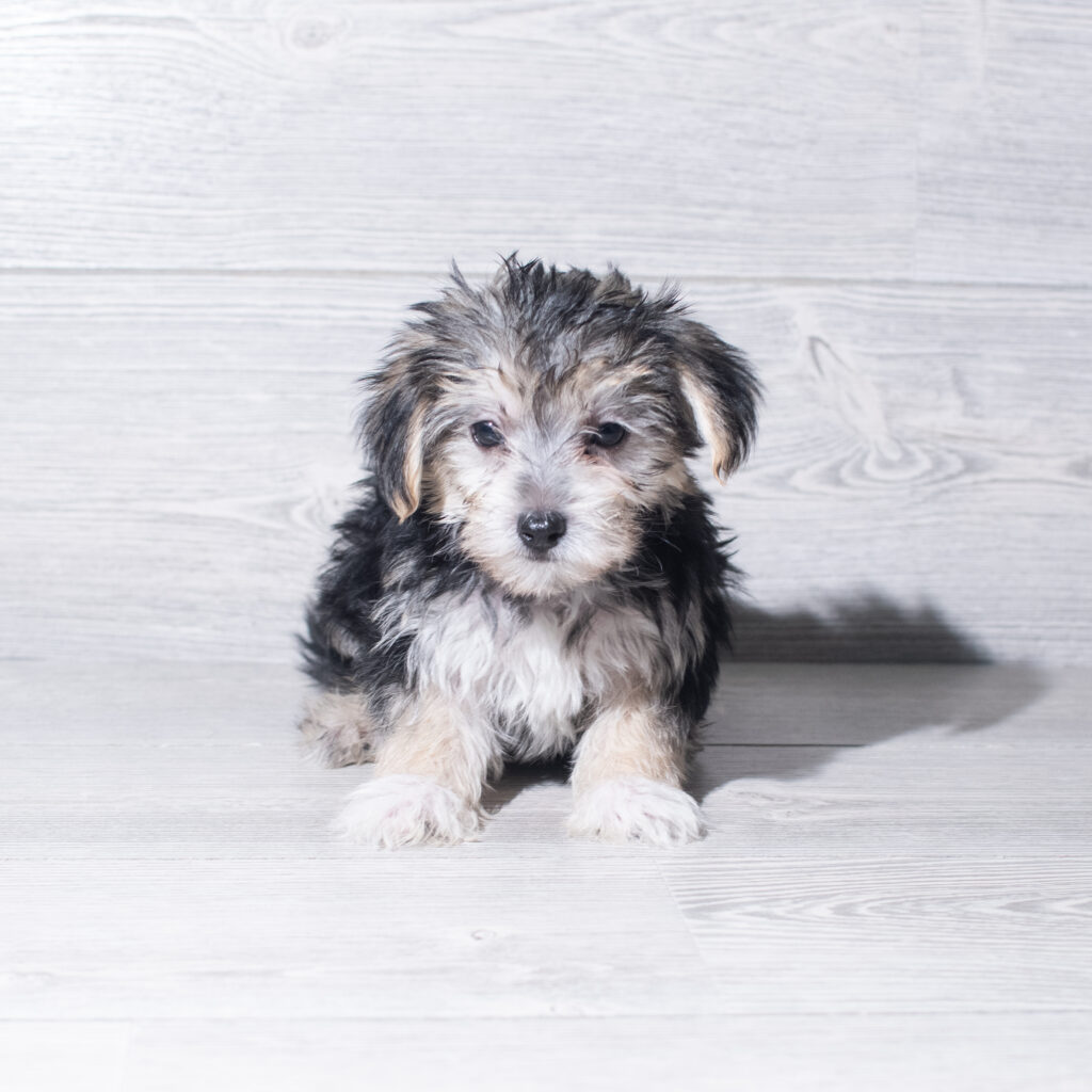 [#26191-03]  - Black / Tan M Morkie Puppies for Sale