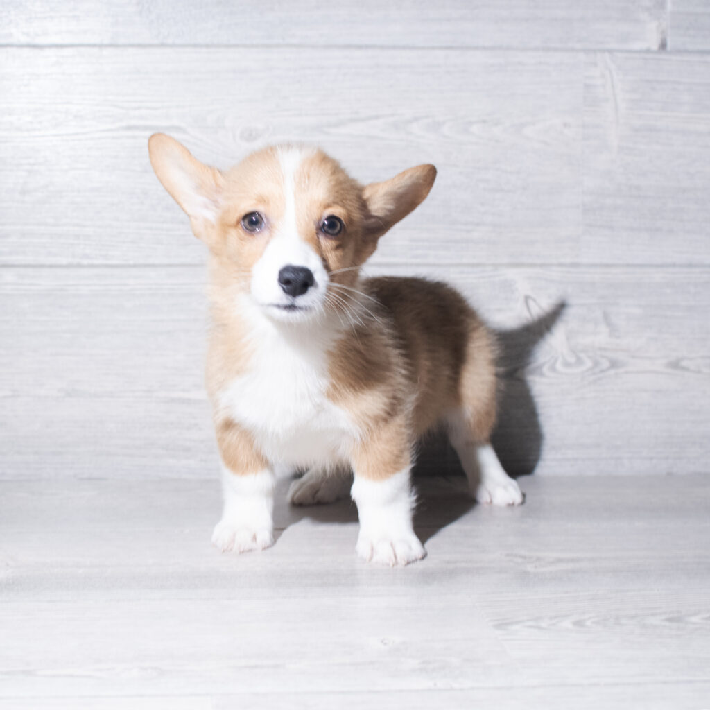 [#26199-04]  - Red / White M Pembroke Welsh Corgi Puppies for Sale