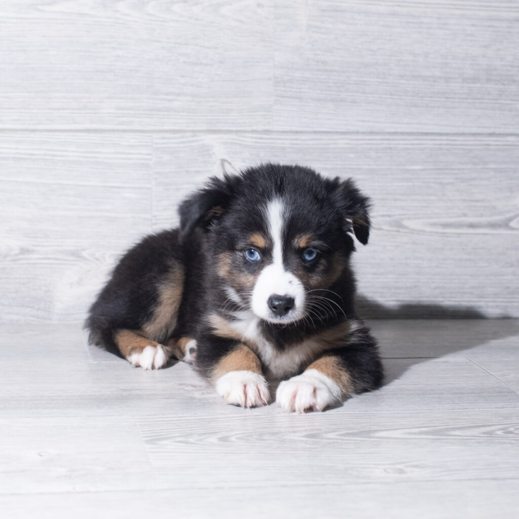 [#26217-09]  - Tri-Colored F Miniature Australian Shepherd Puppies for Sale