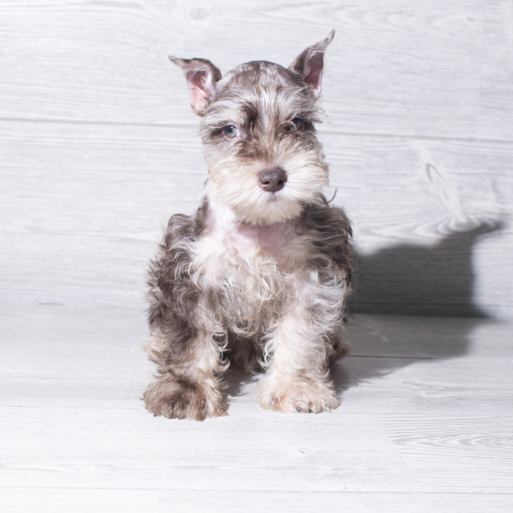 [#261444-02] Grain - Chocolate Merle M Miniature Schnauzer Puppies for Sale