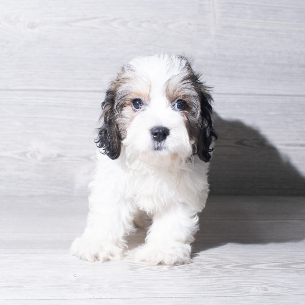 [#261536-03] Sleet - Sable F Cavachon Puppies for Sale