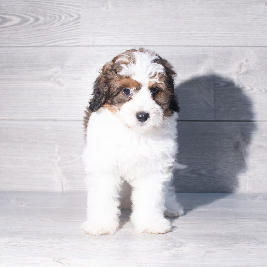 [#26180-03]  - Chocolate / White F Bernedoodle Mini F1b Puppies for Sale