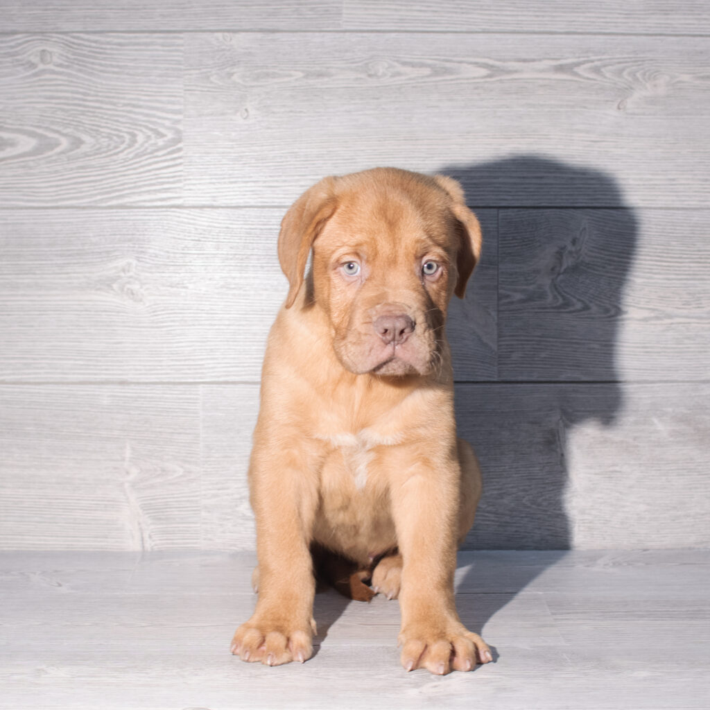 [#261900-02]  - Red M Dogue de Bordeaux Puppies for Sale