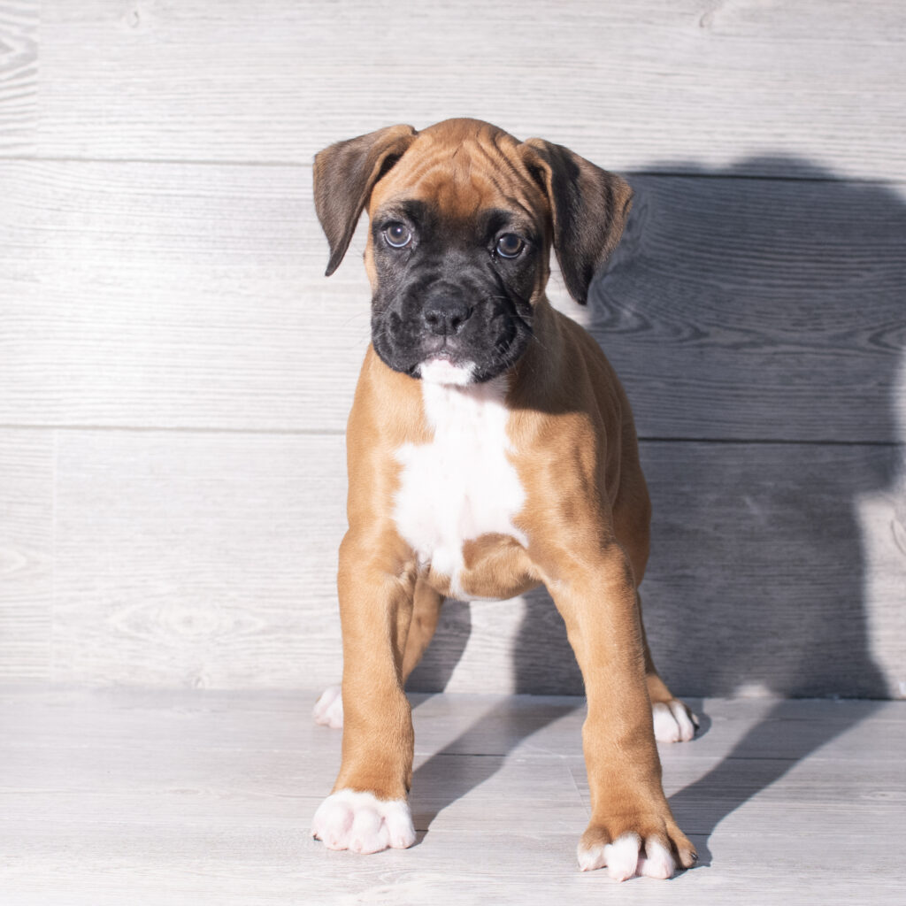 [#26198-03]  - Fawn M Boxer Puppies for Sale