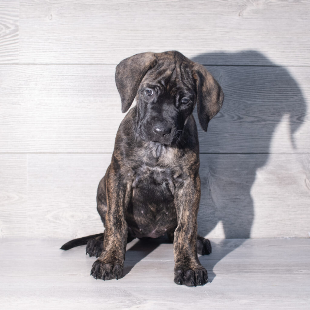 [#26196-05]  - Brindle F Mastiff Puppies for Sale