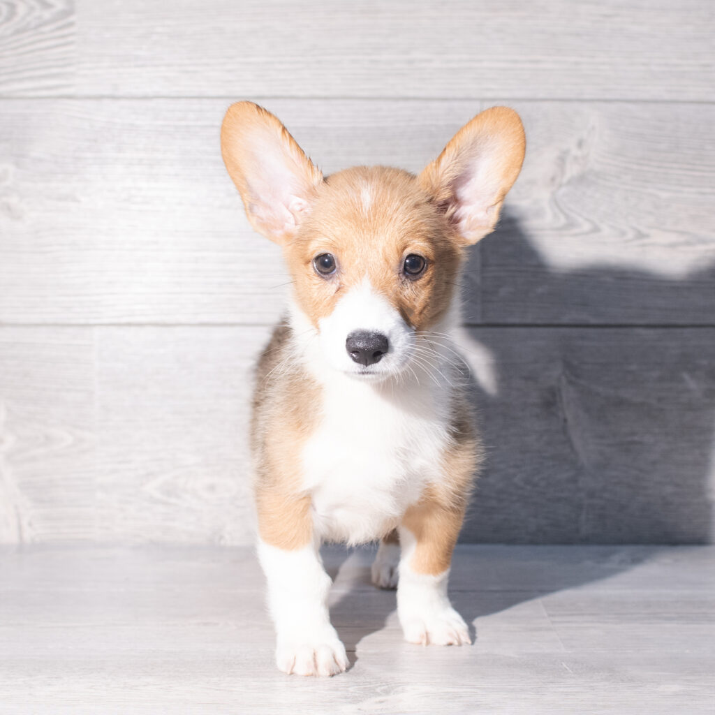 [#26199-07]  - Red / White F Pembroke Welsh Corgi Puppies for Sale