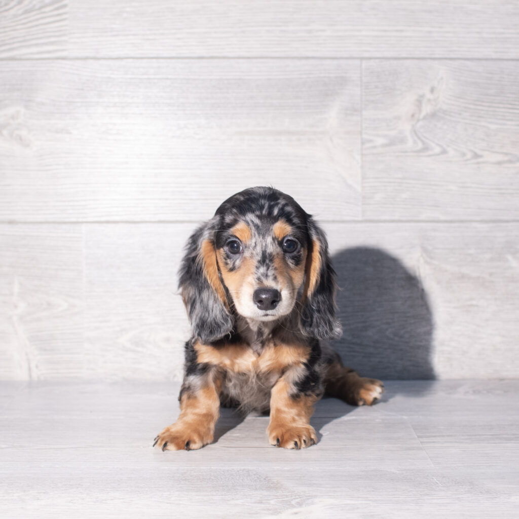 [#261376-03]  - Silver Dapple M Dachshund Puppies for Sale