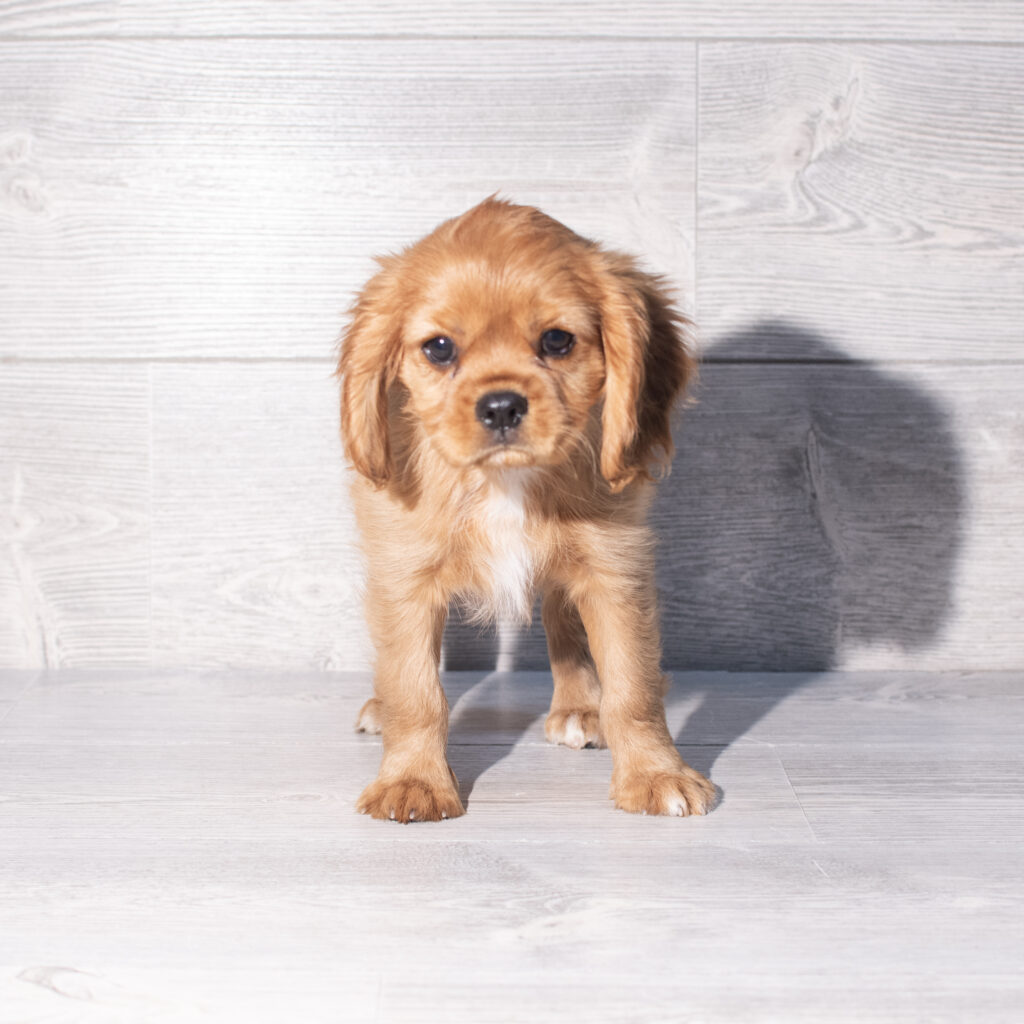 [#261459-01]  - Ruby M Cavalier King Charles Spaniel Puppies for Sale