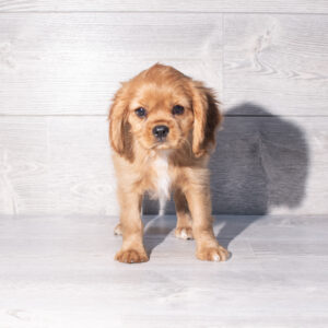 Petland Cleveland Cavalier King Charles Spaniel puppy available