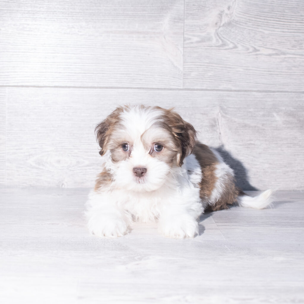 [#261315-04]  - Sable / White M Teddy Bear Puppies for Sale