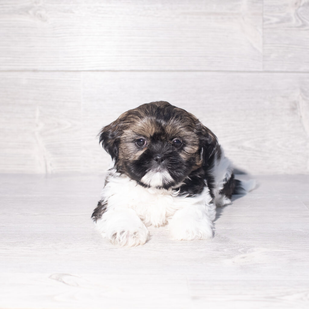 [#261396-06]  - Brindle / White F Shih Tzu Puppies for Sale