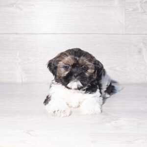 Shih Tzu (F) 2456