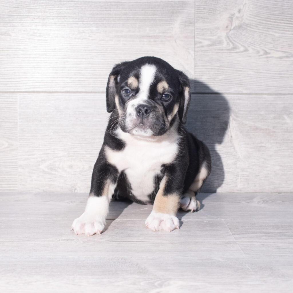 [#261407-04]  - Black / White M Beabull 3/4 Puppies for Sale