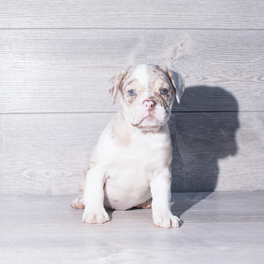 [#261407-08]  - Chocolate Merle F Beabull 3/4 Puppies for Sale
