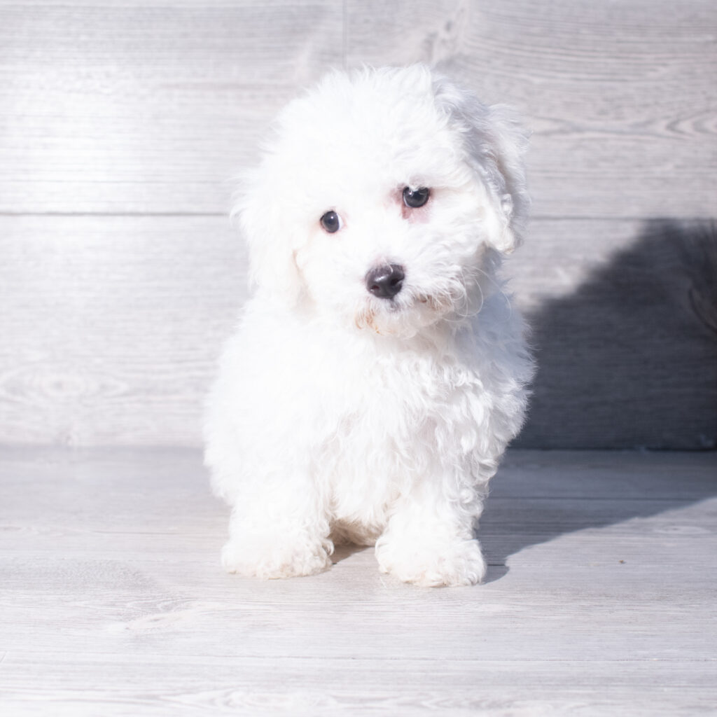 [#261242-02]  - White M Bichon Frise Puppies for Sale