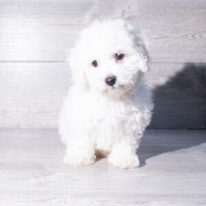 Petland Cleveland Bichon Frise puppy available