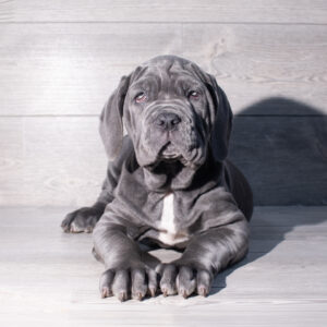 Neapolitan Mastiff (F) 2470