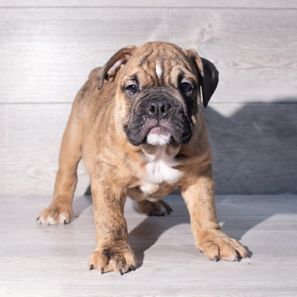 [#261360-07]  - Red / White F Bulldog Puppies for Sale