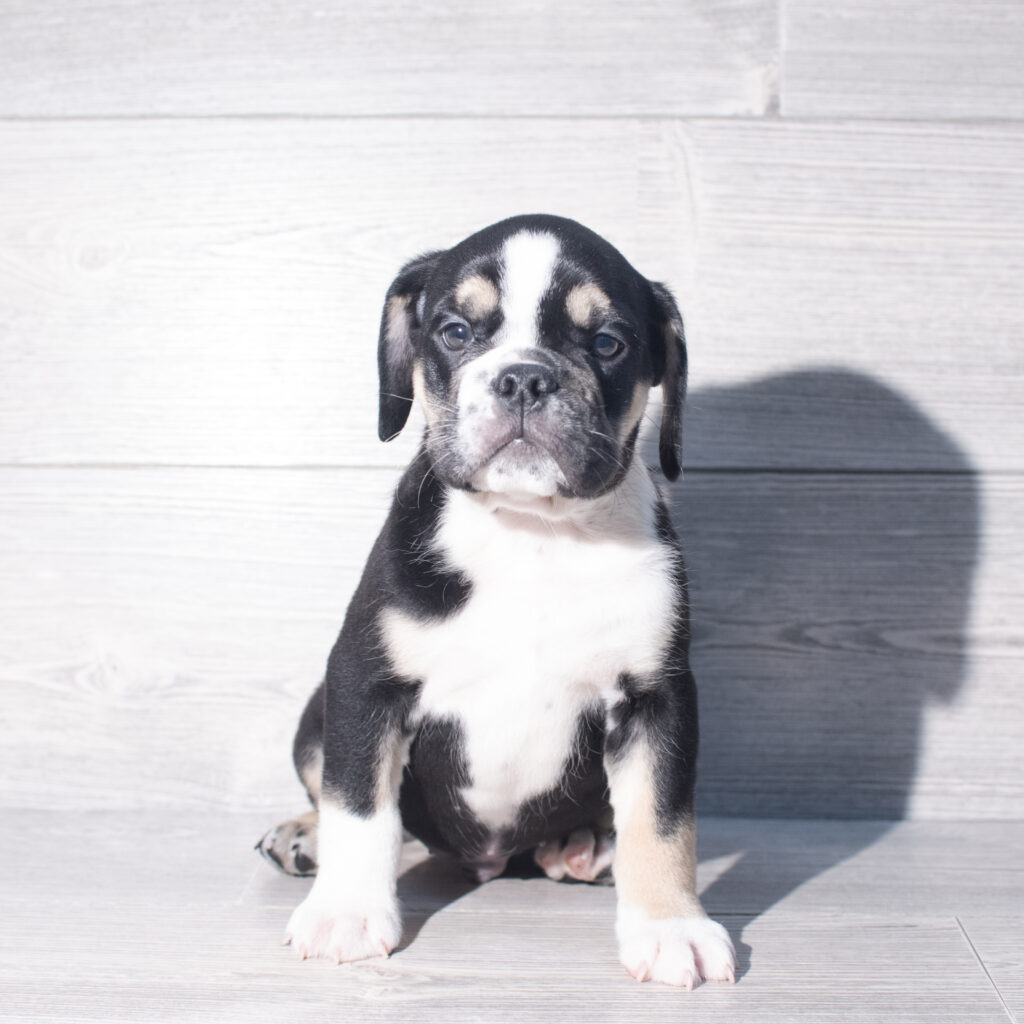 [#261407-04]  - Black / White M Beabull 3/4 Puppies for Sale