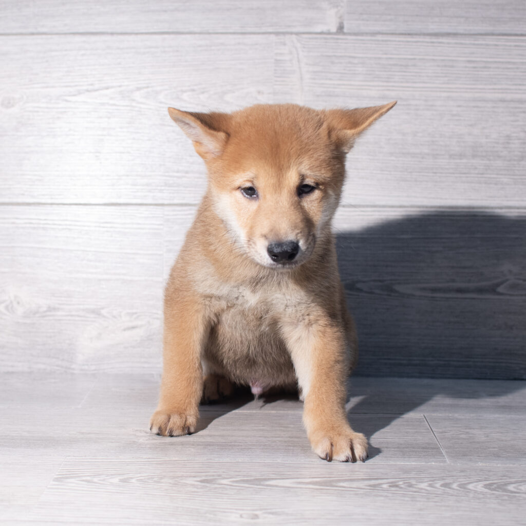 [#261359-02]  - Red M Shiba Inu Puppies for Sale