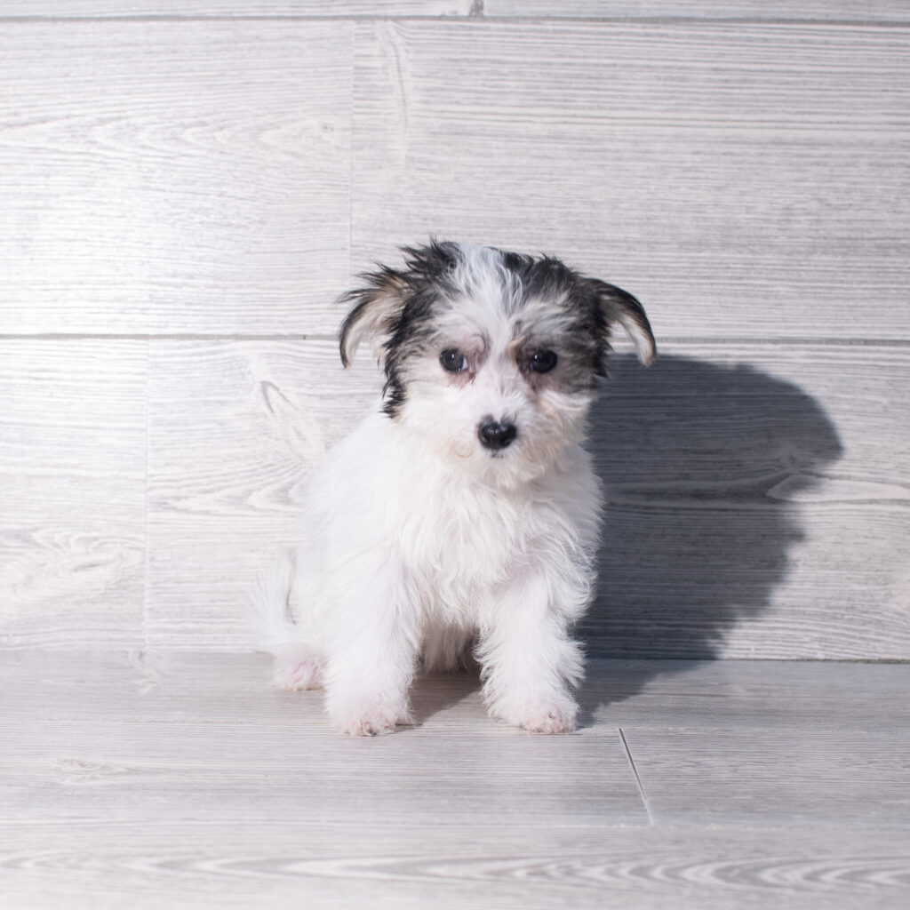 [#26191-06]  - Black / White F Morkie Puppies for Sale