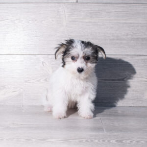 Petland Cleveland Morkie puppy available