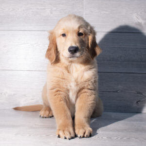 Golden Retriever (M) 2458
