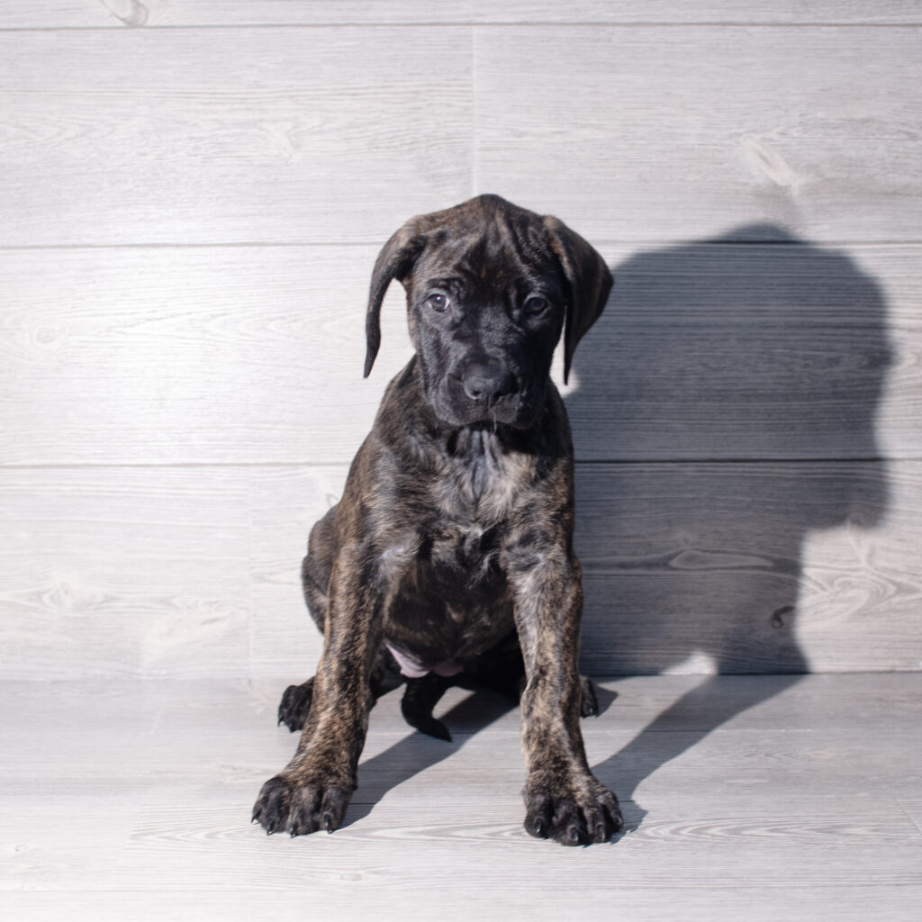 [#26196-05]  - Brindle F Mastiff Puppies for Sale