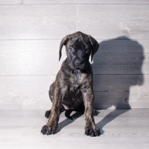 Petland Cleveland Mastiff puppy available