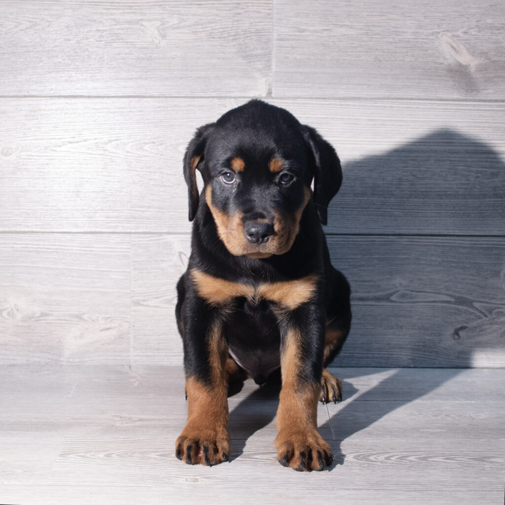 [#26197-04]  - Black / Rust M Rottweiler Puppies for Sale