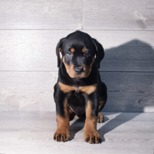 Petland Cleveland Rottweiler puppy available