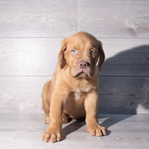 Petland Cleveland Dogue de Bordeaux puppy available