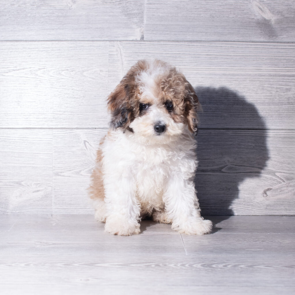 [#261213-03]  - Gray / White M Poodle Puppies for Sale