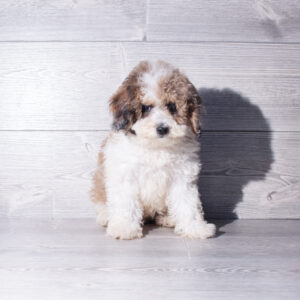 Petland Cleveland Poodle puppy available