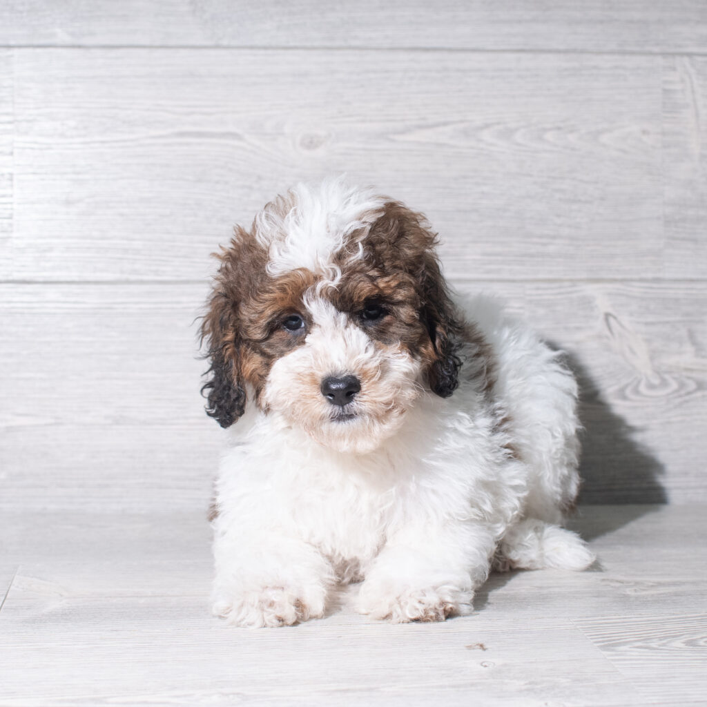 [#26180-01]  - Chocolate / White M Bernedoodle Mini F1b Puppies for Sale
