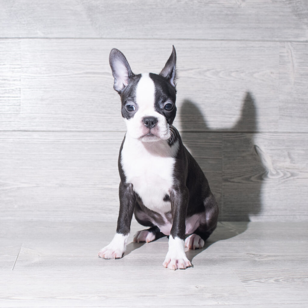 [#26146-05]  - Black / White F Boston Terrier Puppies for Sale