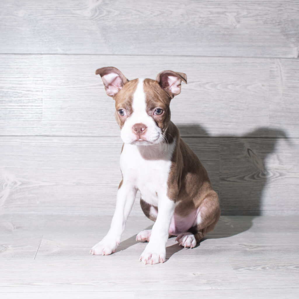 [#261389-03]  - Brown / White M Boston Terrier Puppies for Sale