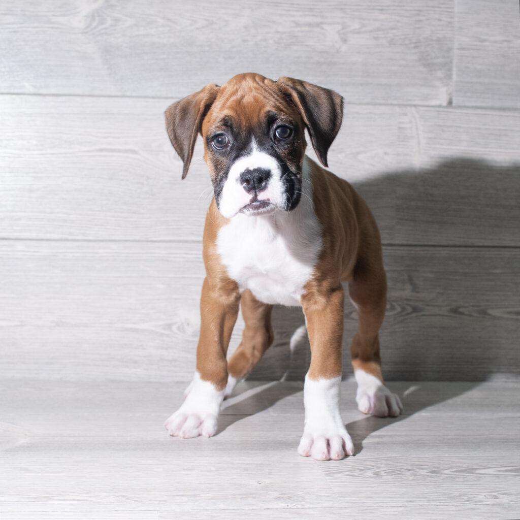 [#26198-06]  - Fawn / White F Boxer Puppies for Sale