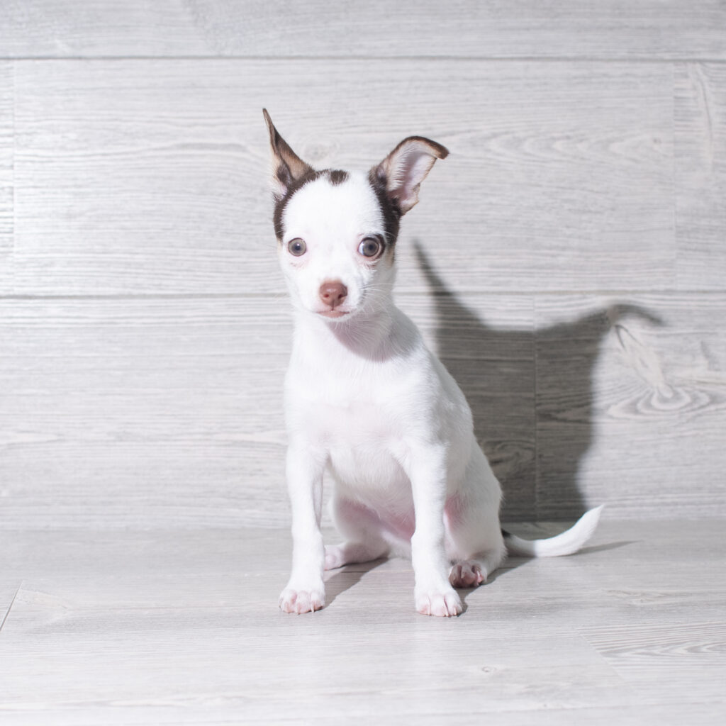 [#261309-05]  - Chocolate F Chihuahua Puppies for Sale