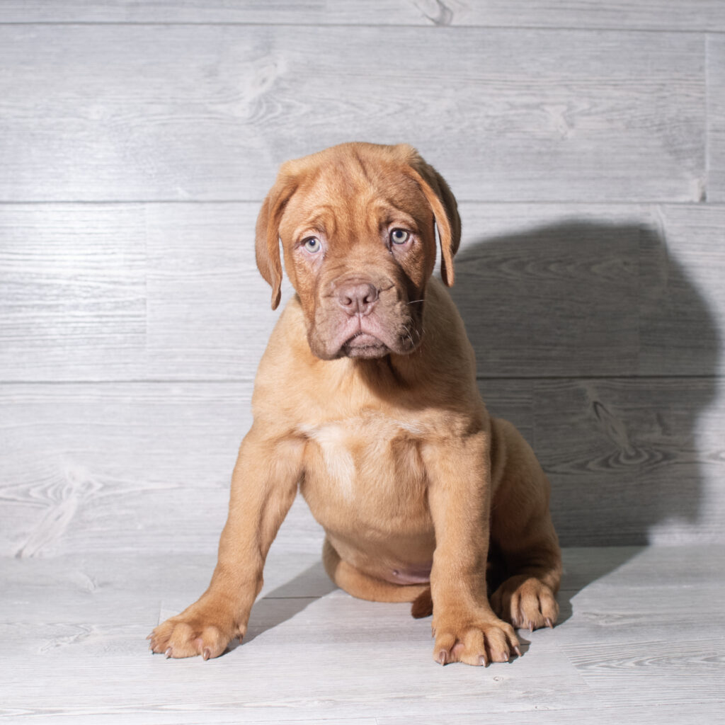[#261900-03] Moonlight - Red F Dogue de Bordeaux Puppies for Sale