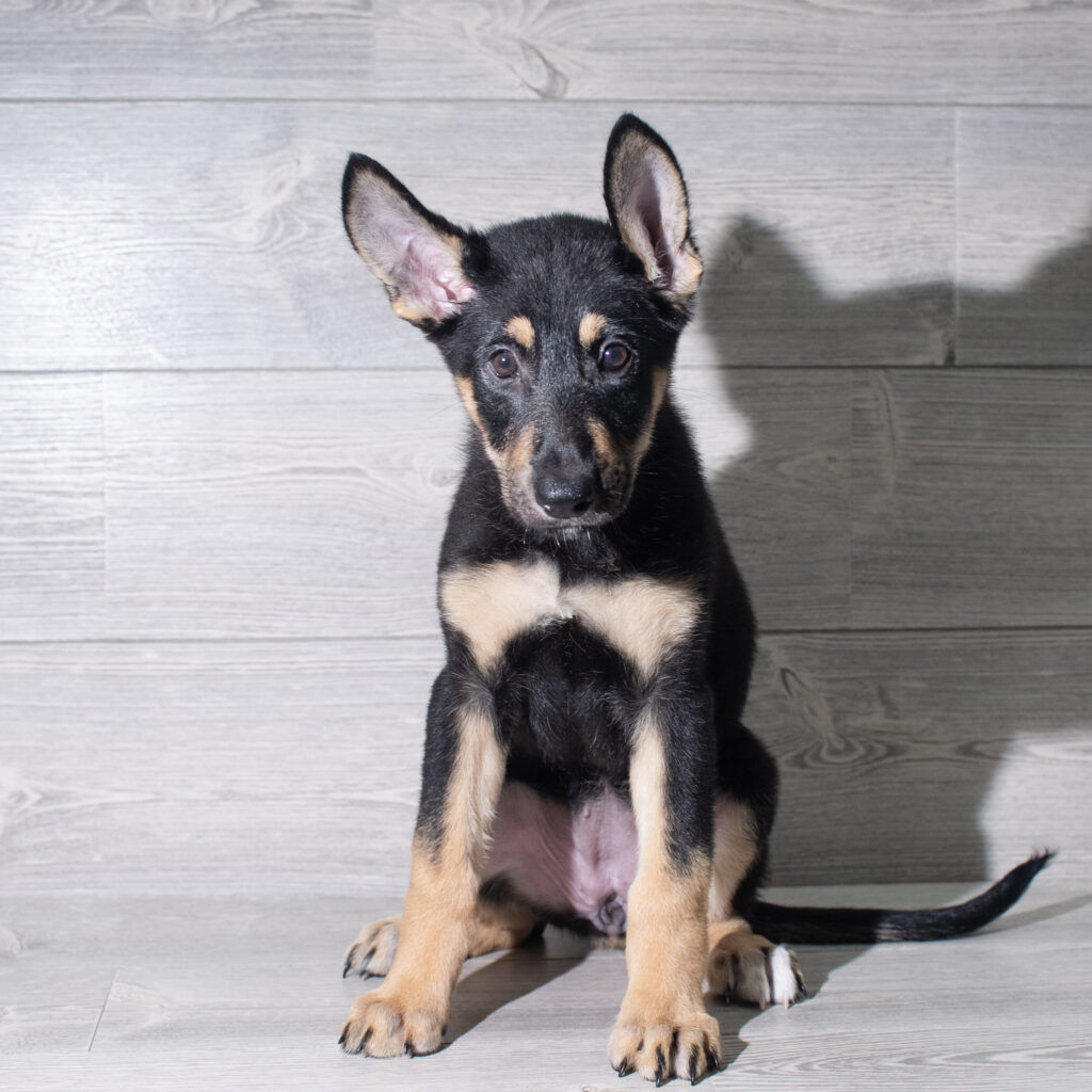 [#26201-07]  - Black / Tan F German Shepherd Dog Puppies for Sale